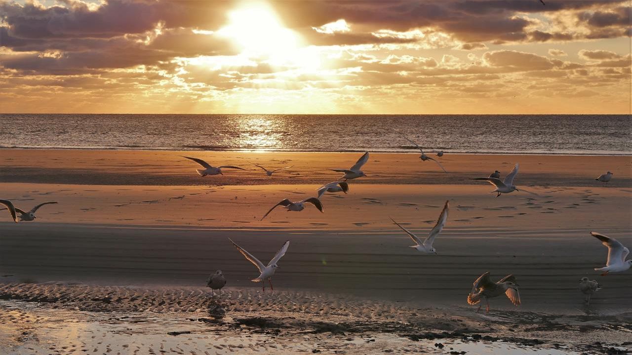 Möven am Ordinger Strand im Abendlicht Möven am Ordinger Strand im Abendlicht